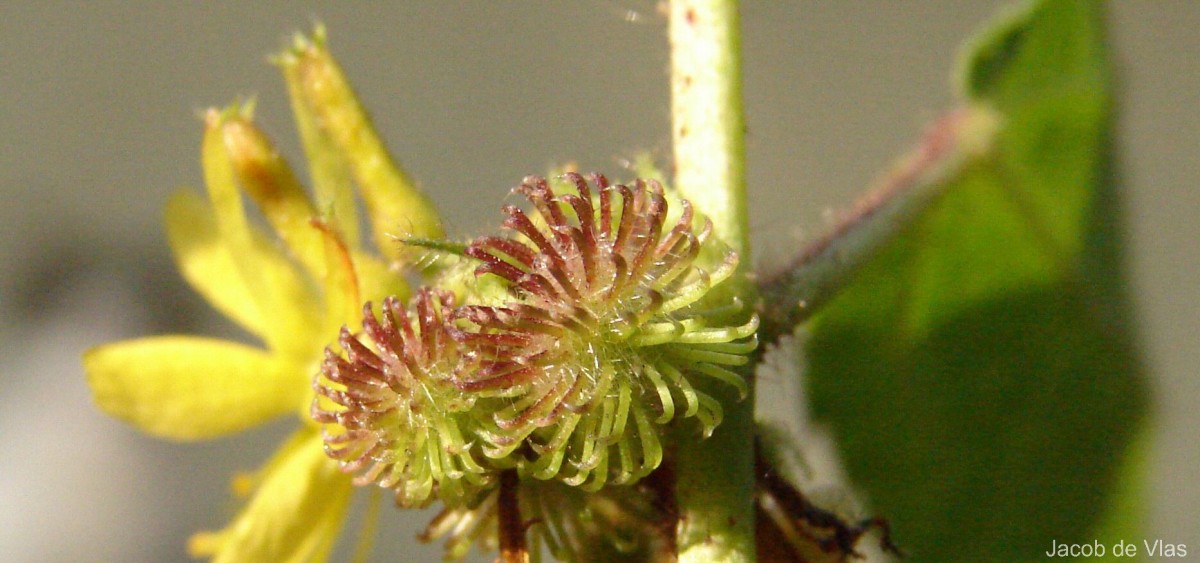 Triumfetta pilosa Roth